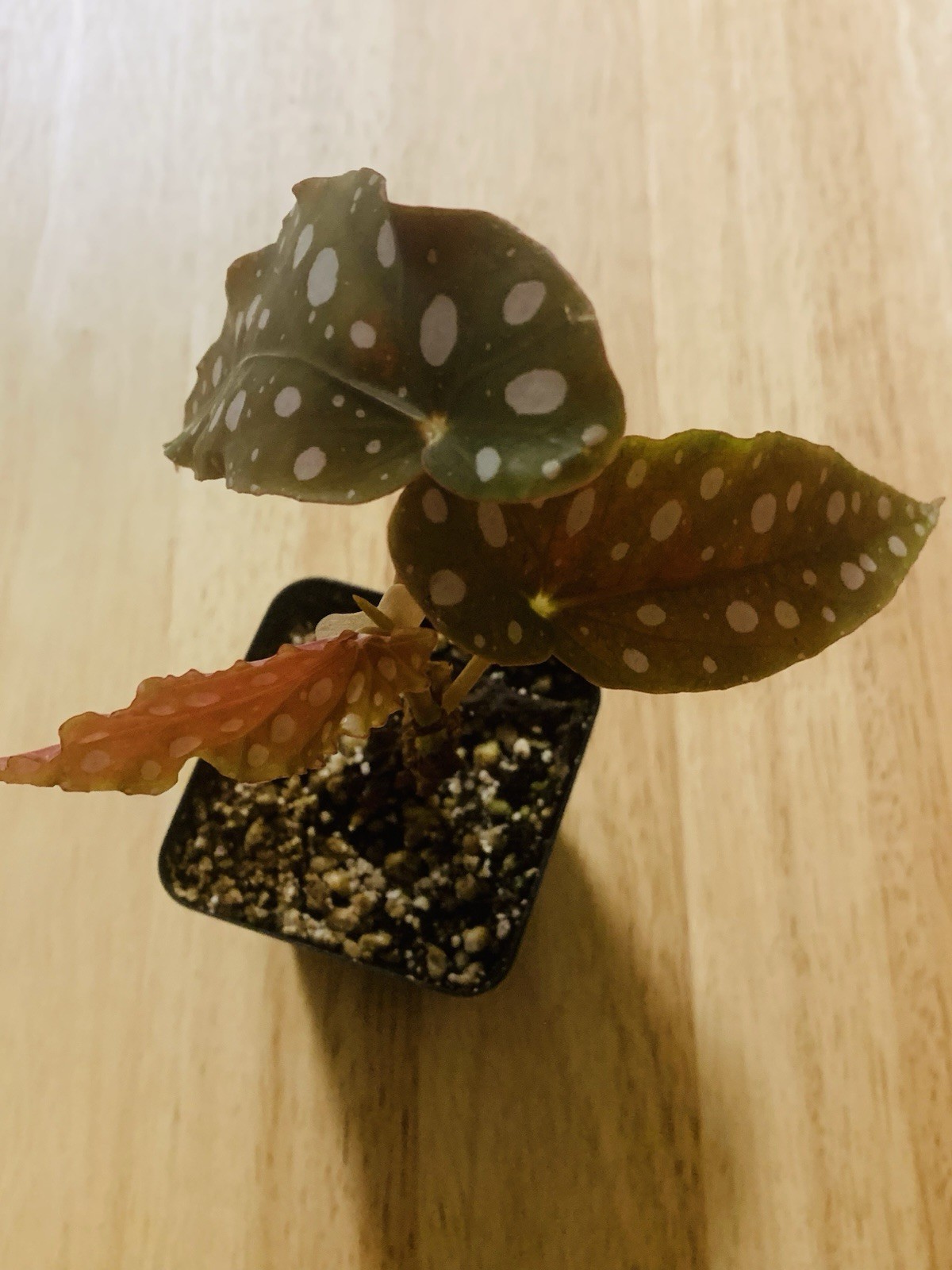 RARE LIVE PLANT Maculata-live Potted Polka Dot Begonia