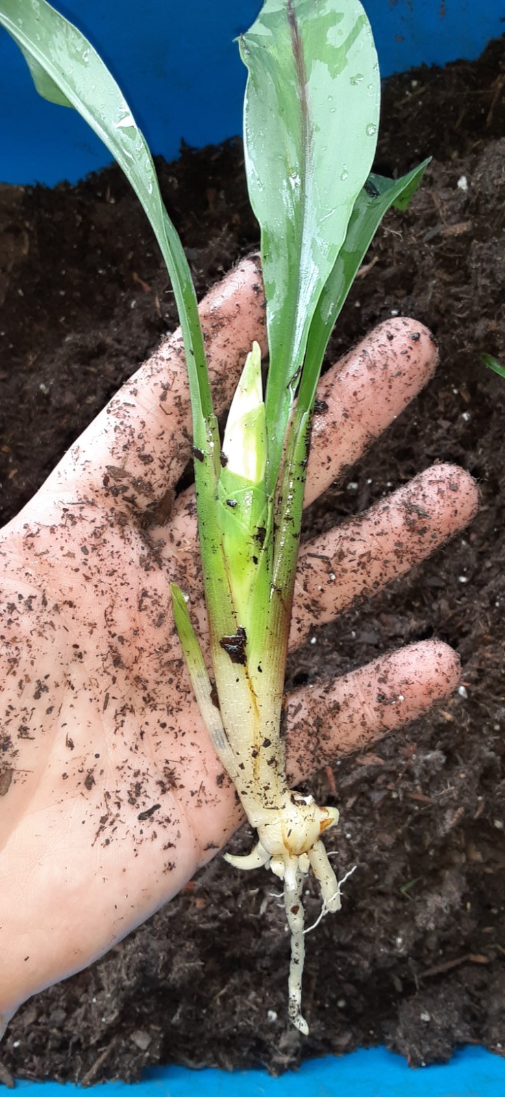 1 White Siam Tulip Ginger Starter Plant- READ LISTING