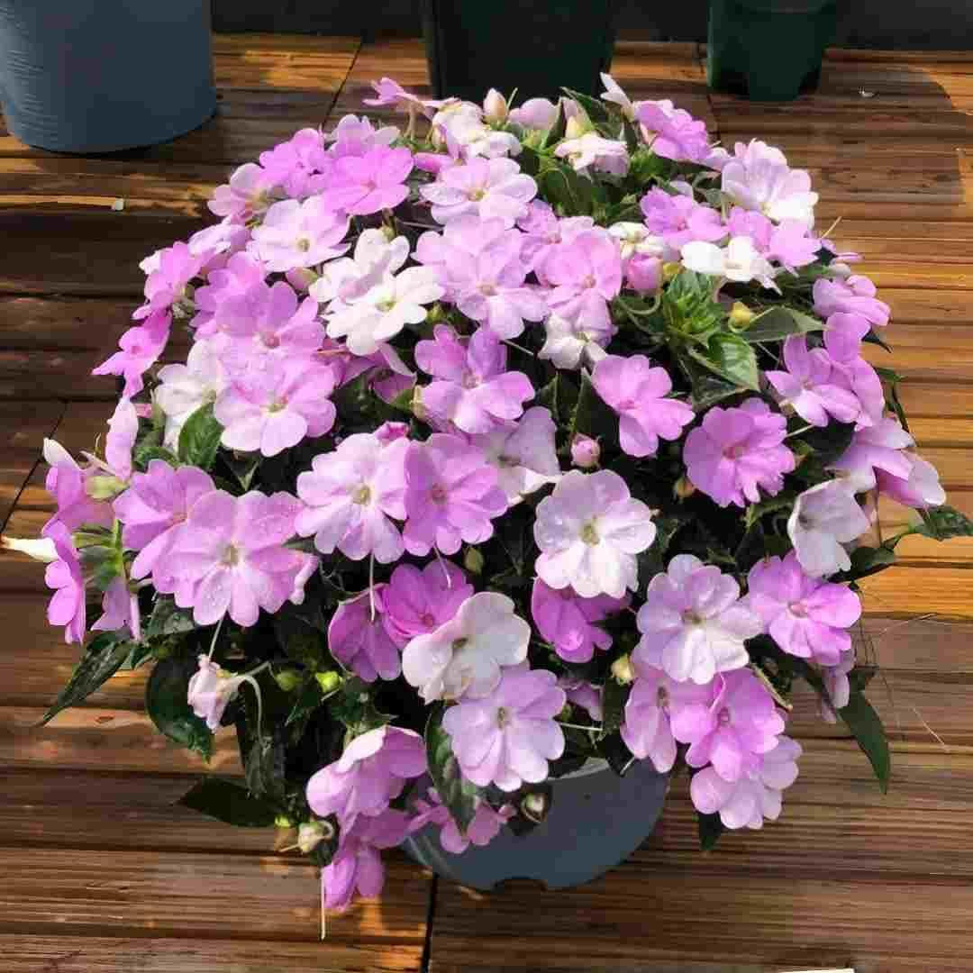 400 Count Mixed Color Impatiens Balsam Flower Seeds – Bright Annual Flowers for