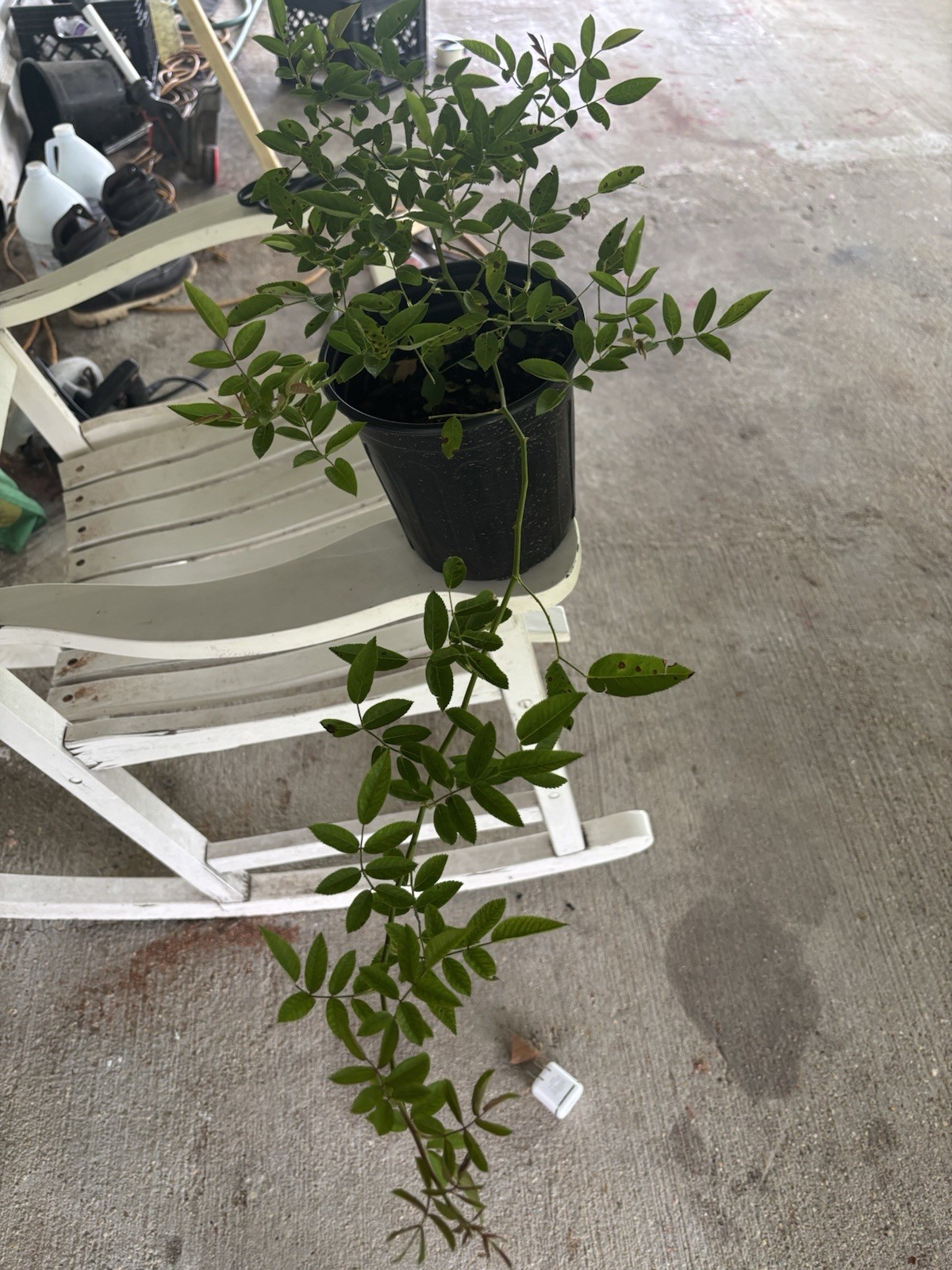 Peggy Martin Climbing Rose Live Plant 2–3 Ft 1 Gallon Hardy Fast Growing