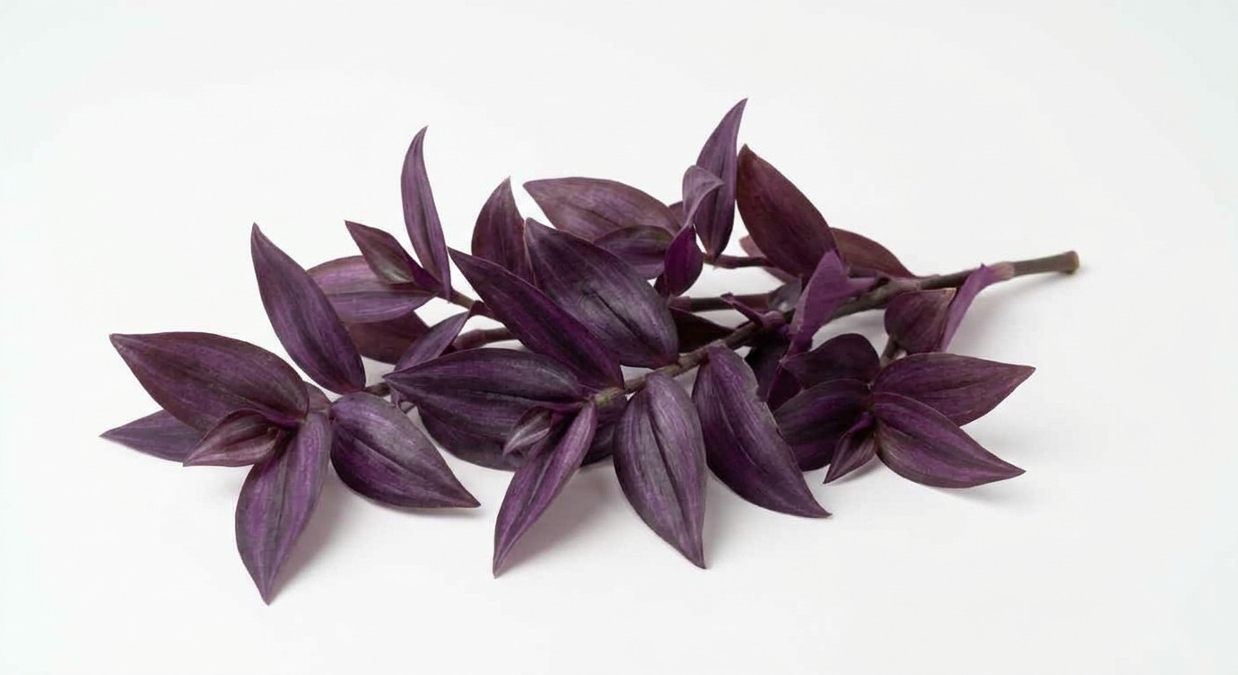 8 Cuttings (6 Inches Per)Purple Heart Wandering Jew – Tradescantia No Roots