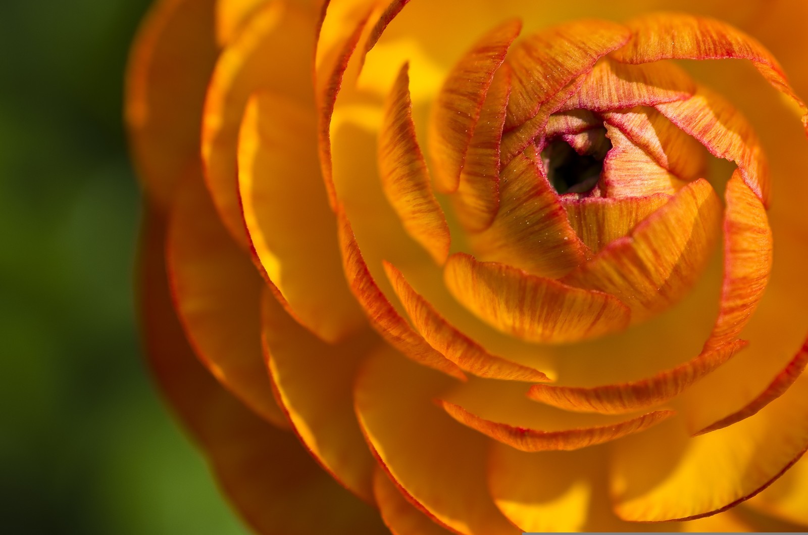 50 RANUNCULUS ORANGE SHADES BULBS