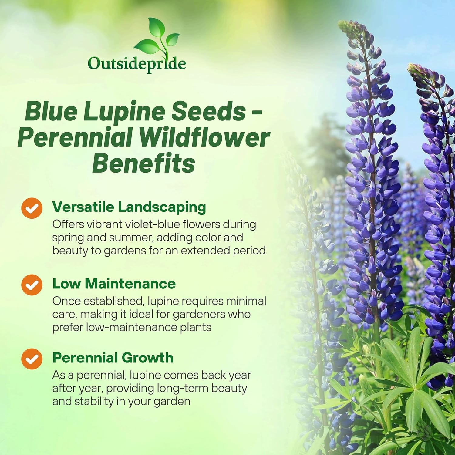500 Seeds Blue Perennial Lupine Seeds For Planting | Lupinus Perennis Wild