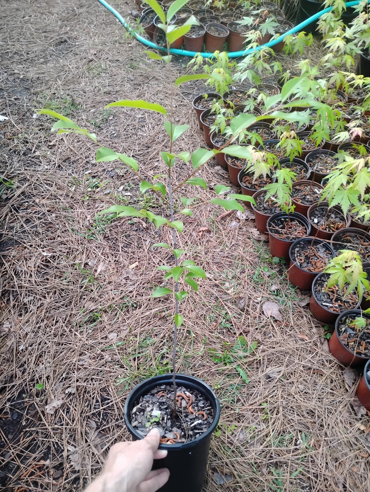Black Cherry Tree, 1 Gallon Pot.