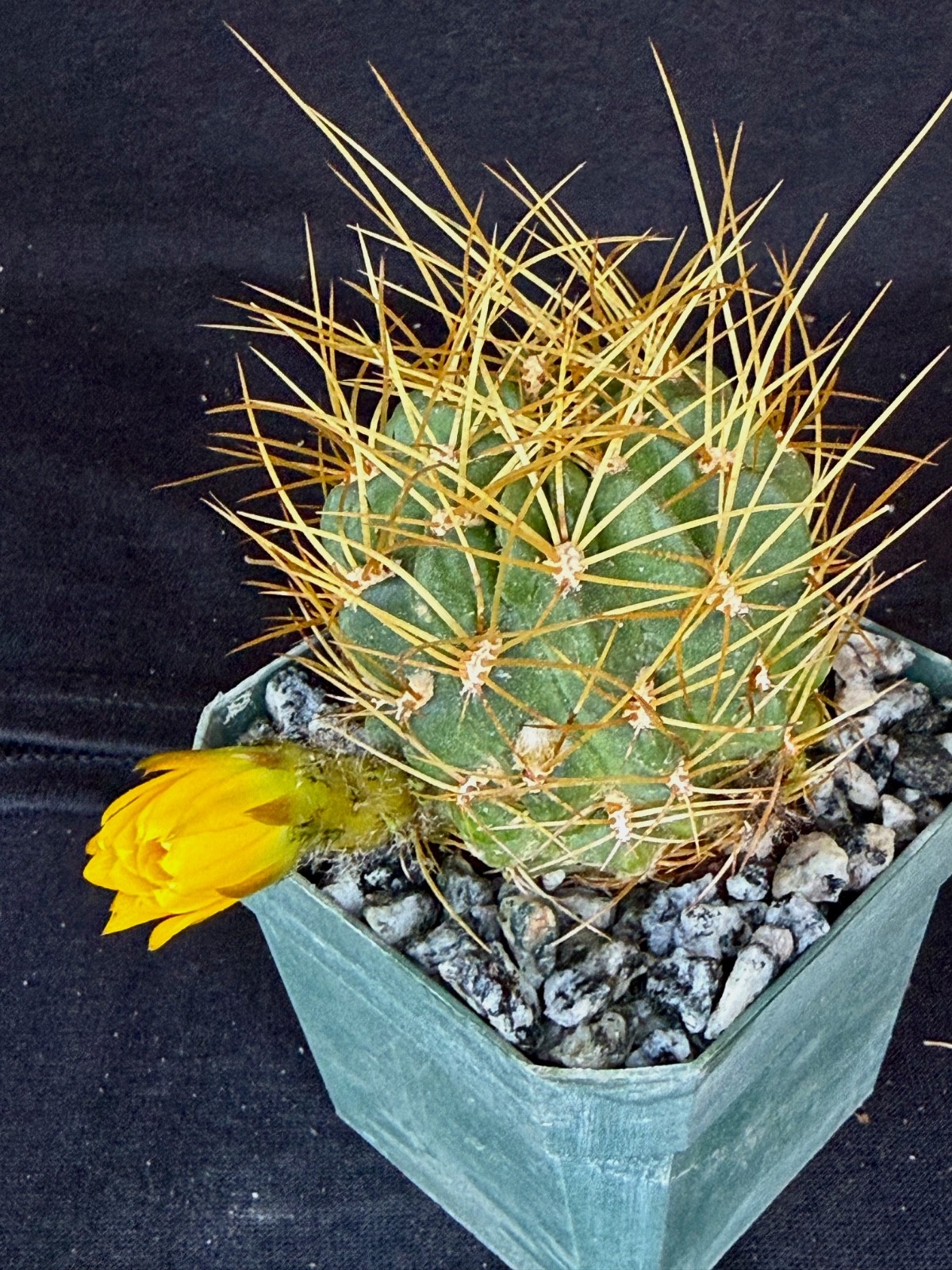 Lobivia maximiliana v.charazanensis, cactus plant