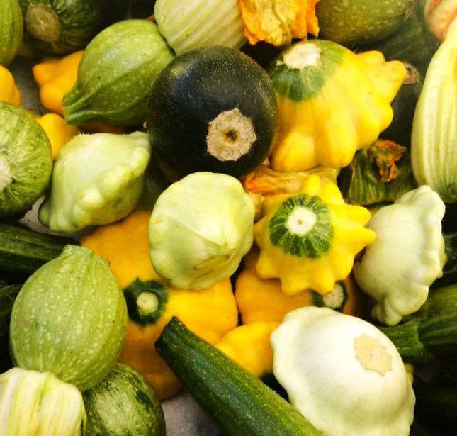 Yellow and Green Bicolor Patty Pan (Bush Scallop Squash) Seeds – 2025 Planting
