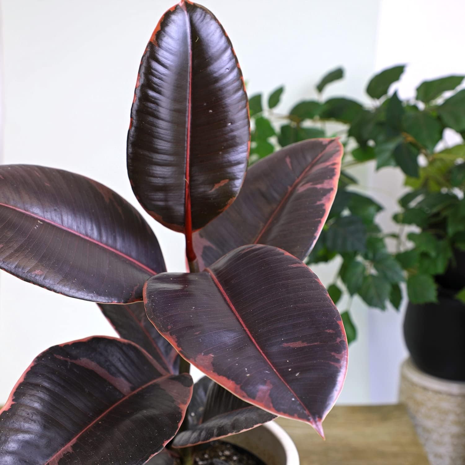 Variegated Ficus ‘Ruby’ Rubber Plant in 6″ Grower Pot, Real Houseplants for Home