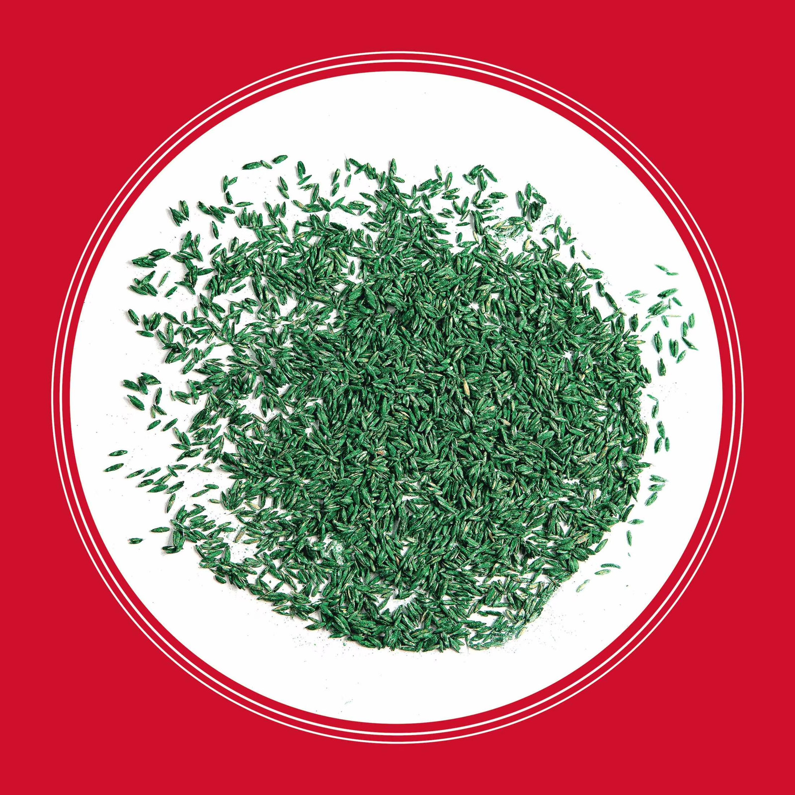 Rebels Tall Fescue Grass Seeds for Lawn, for Sun to Partial Shade, 3 Lb