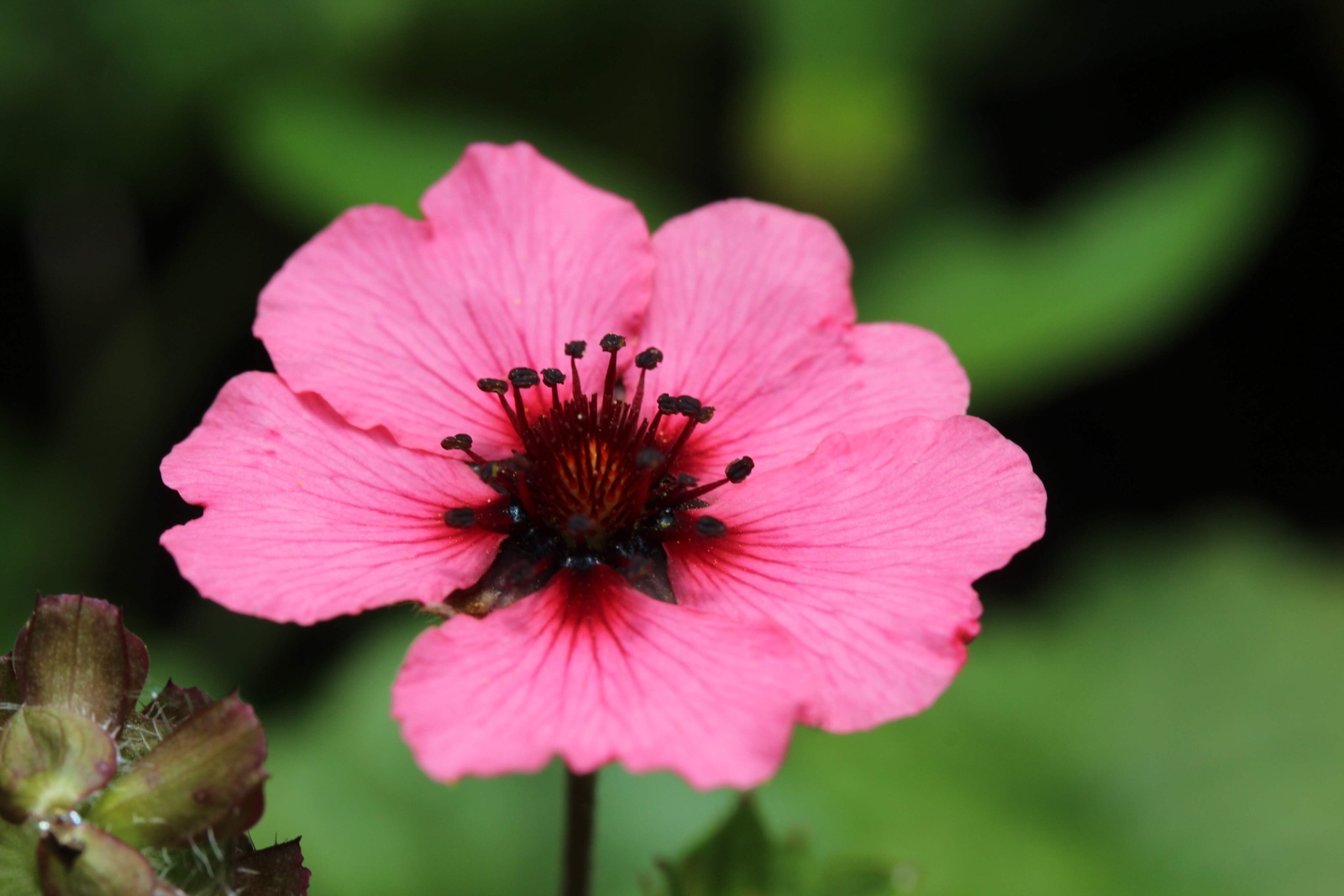 50 Nepal CINQUEFOIL / POTENTILLA Nepalensis Pink Red Flower Seeds *Comb S/H