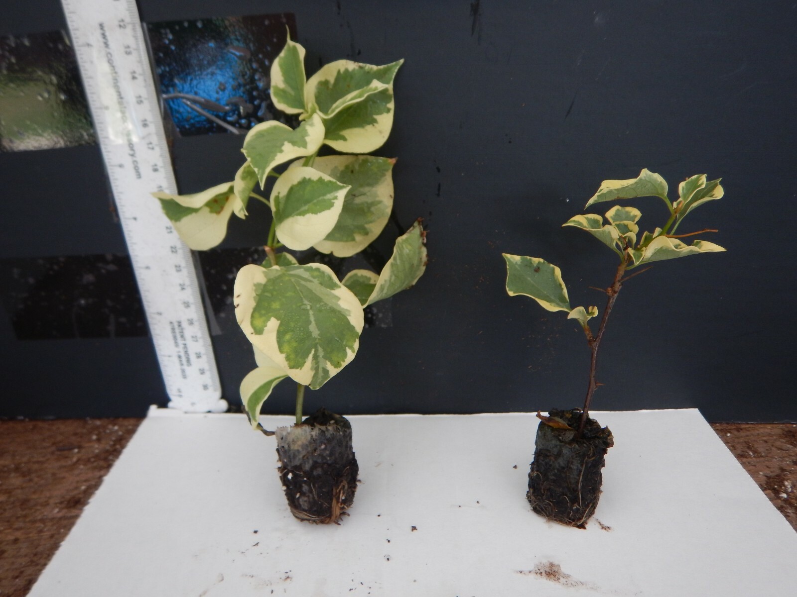 Well Rooted **ORANGE ICE** VARIEGATED Bougainvillea starter/plug plant*
