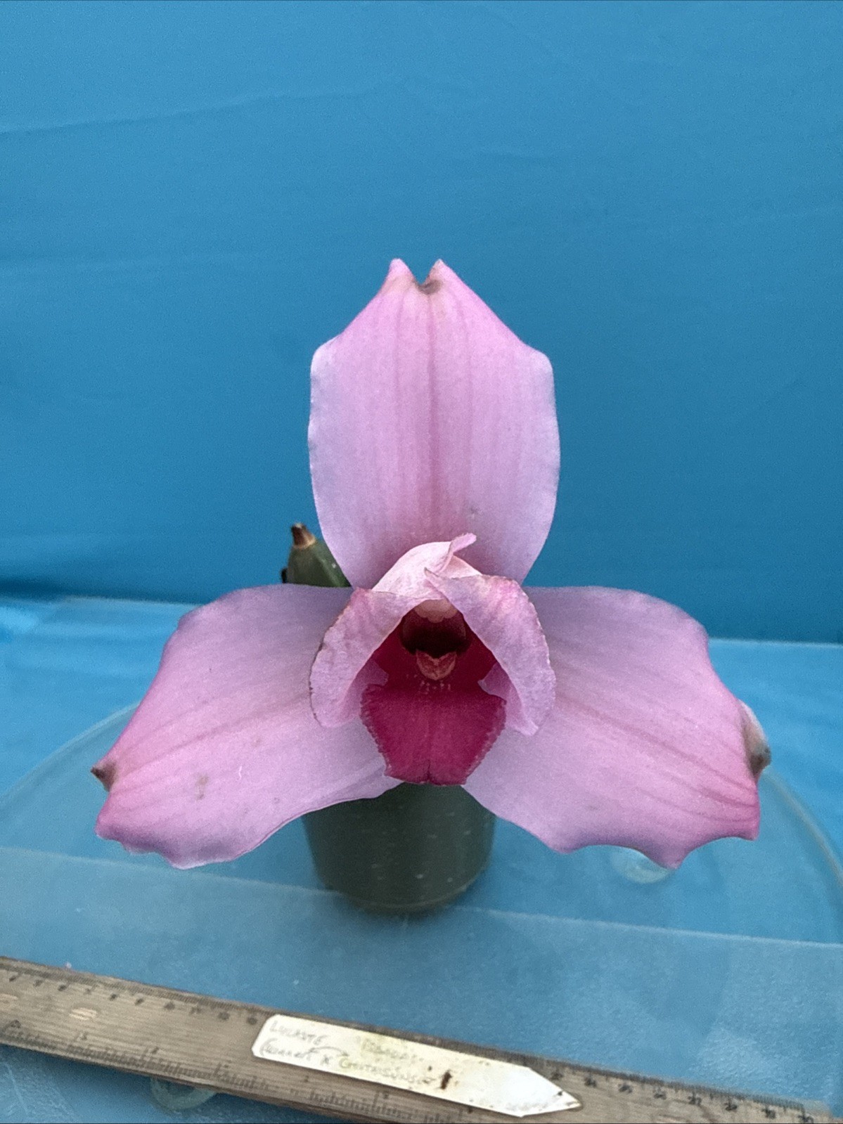 Lycaste Chita Sunset x Cita Melody Pink Red 2 New Growths Orchid Hybrid 7” Pot