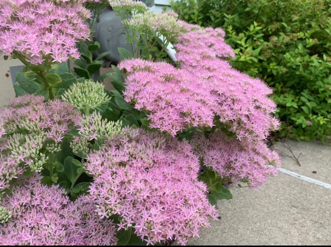 1pc Cutting Sedum ‘Autumn Joy’ | Sedum Stonecrop | Easy Hardy Plant