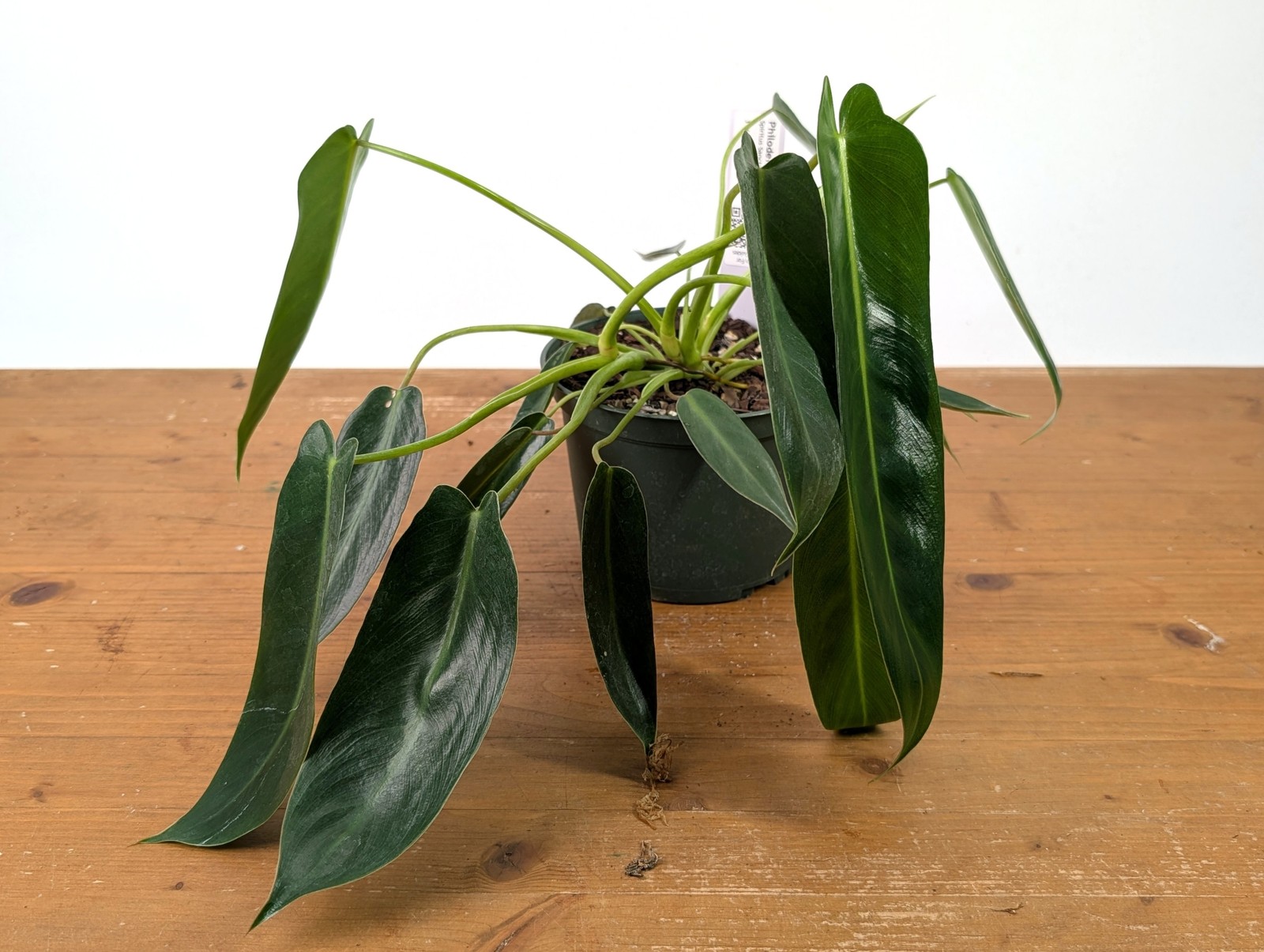 Philodendron Spiritus Sancti – 4 inch and 6 inch Pots – Rare Exotic Plant