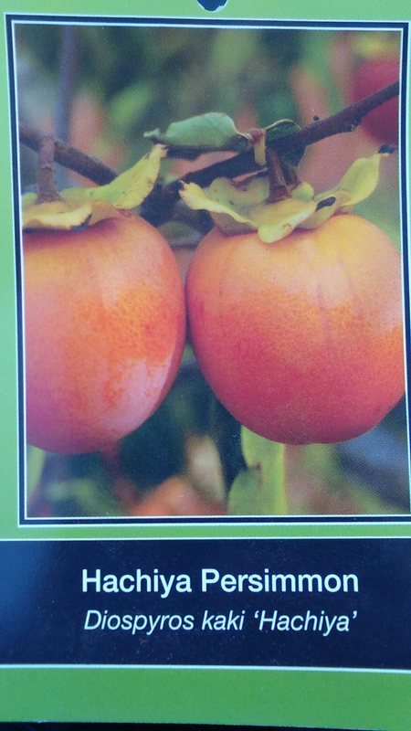4′-6′ Hachiya Persimmon Fruit Tree Plant Healthy Trees Grow Persimmons Plants