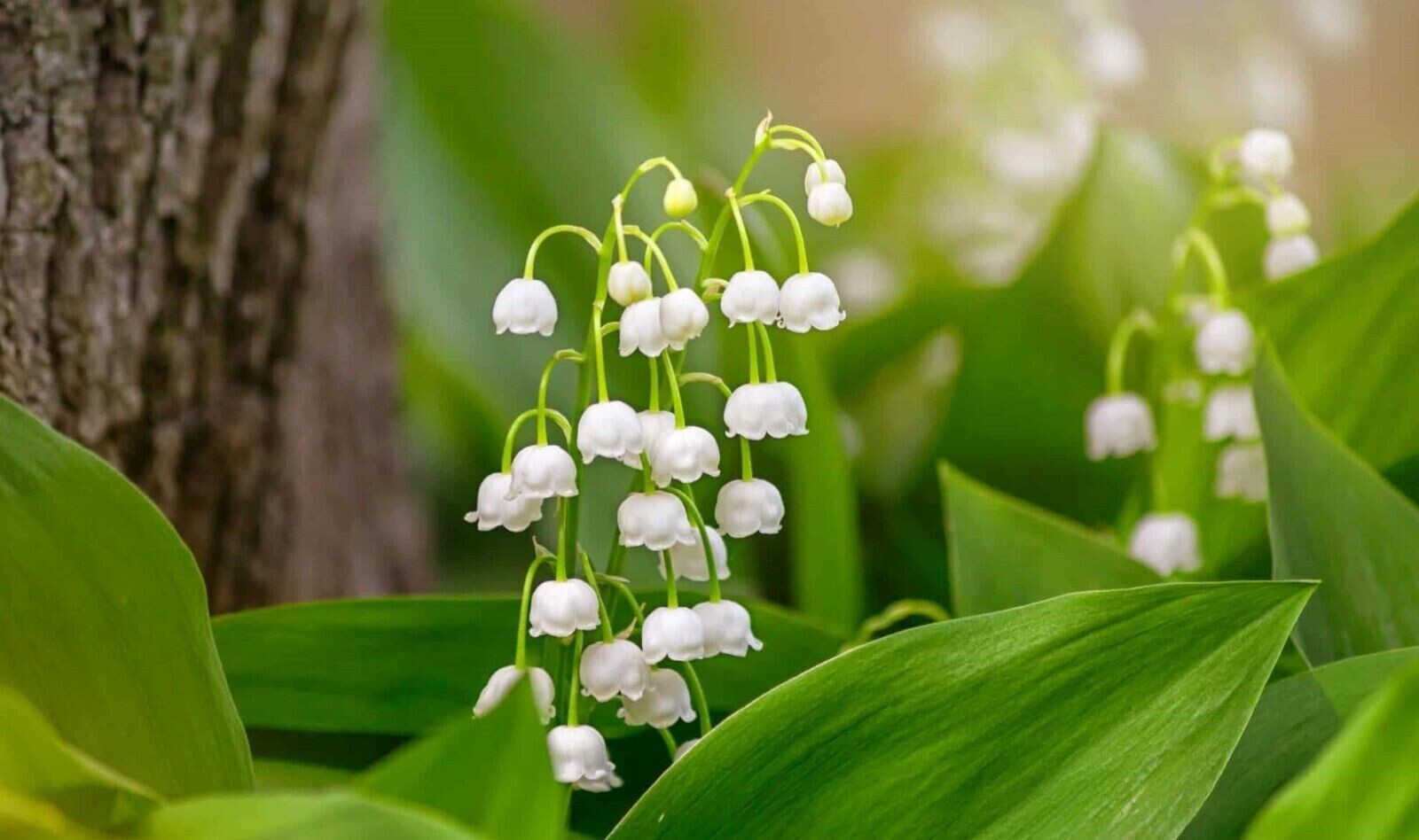 Lily of the Valley – Convallaria Majalis Perennial Bare Root 50 – Live Plants