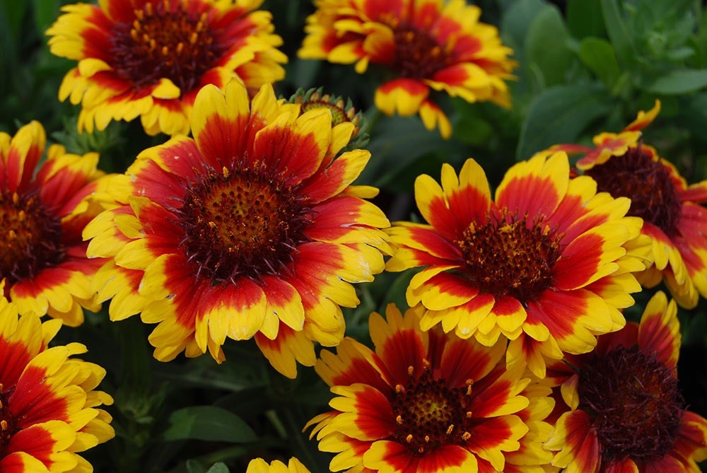 50+ Coreopsis Tinctoria Flower Seed / Self Seeding Annual