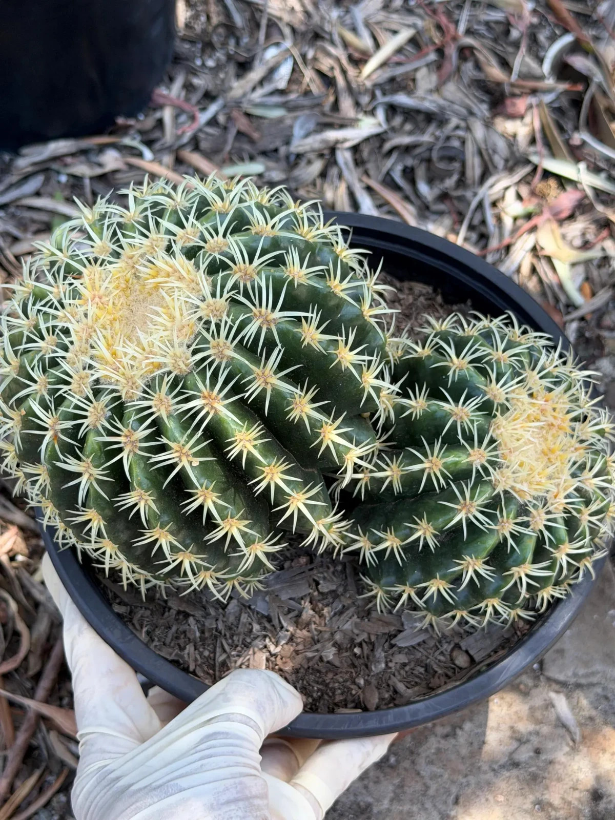 Echinocactus Grusonii Short Spine Double Head Rare Golden Barrel Cactus