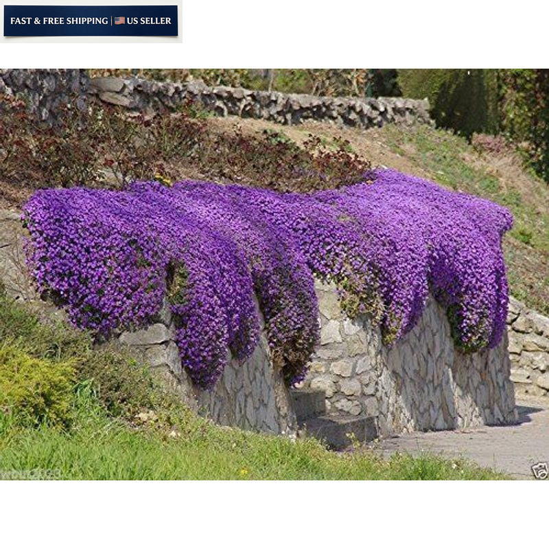 250 Aubrieta Seeds – Cascade Purple Flower Seeds, Perennial, 1 SET, Brown