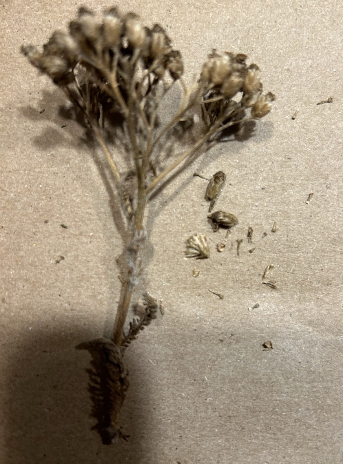 Pink Yarrow Flower Dried Craft Heads & Open Pollinated Seeds Achillea Perennial