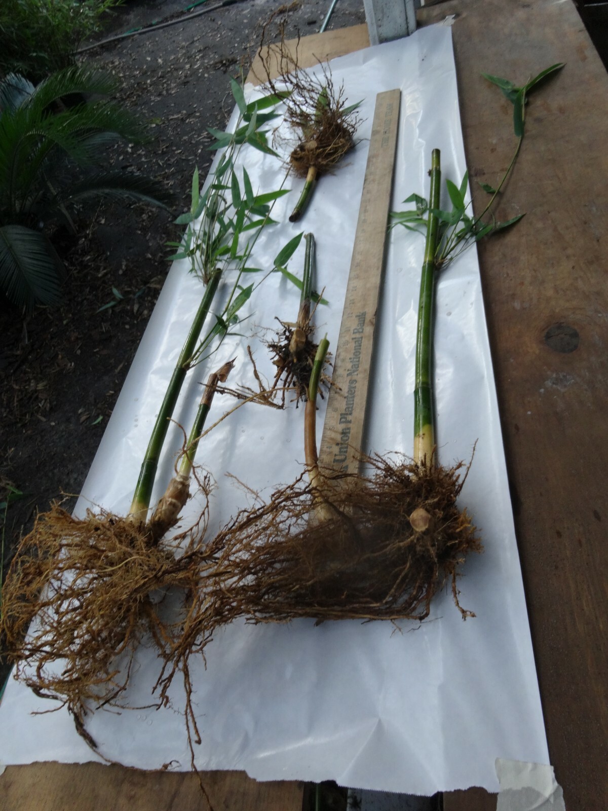 20 Divisions/ Bambusa Alphonse Karr Clumping Bamboo “Golden Hedge” Starter Size