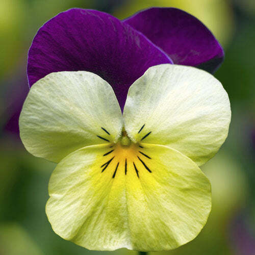 Viola cornuta | Johnny-Jump-Up | Violet-Yellow | 100 Seeds