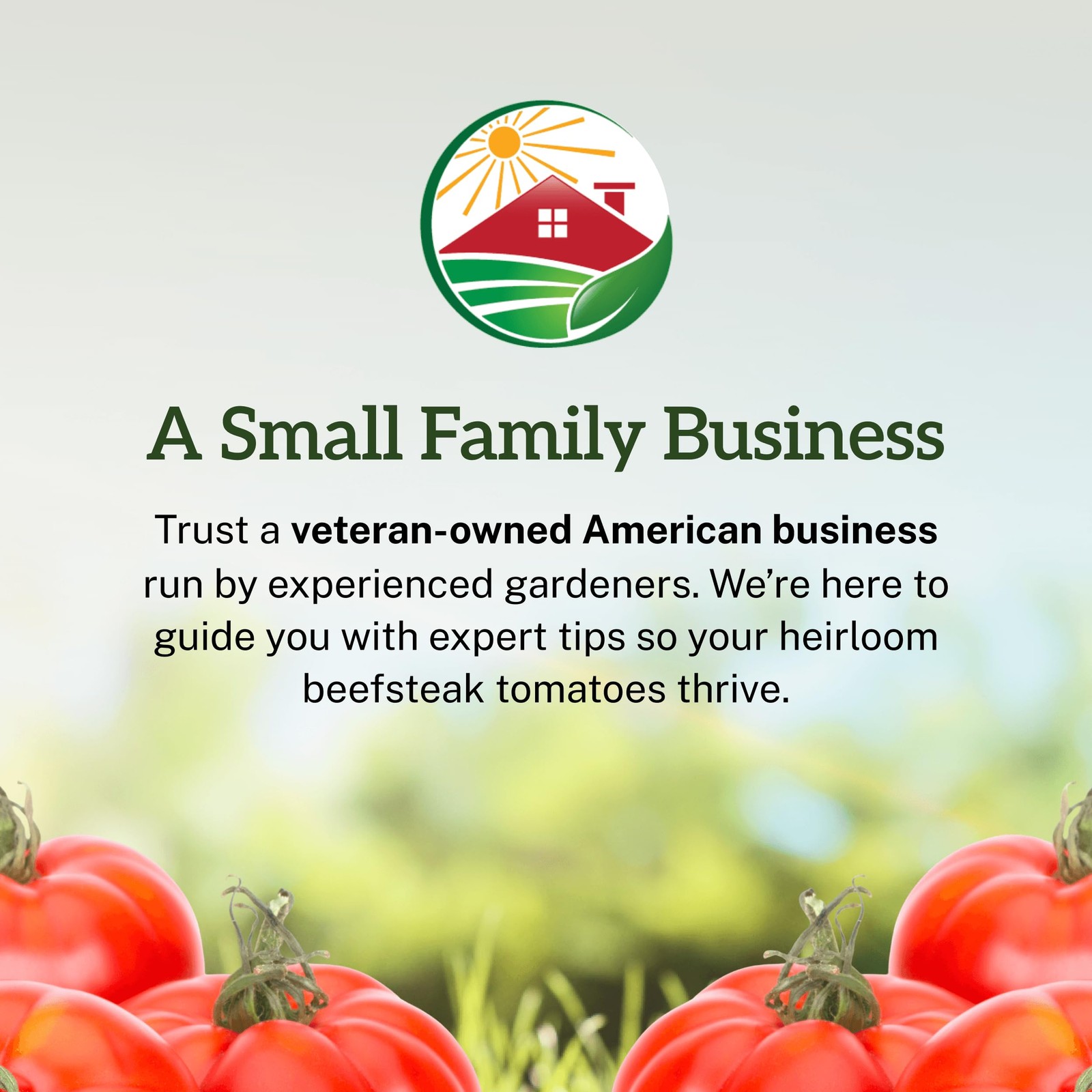 TKE Farms & Gardens – Beefsteak Tomato Seeds for Planting, 75+ Heirloom Red
