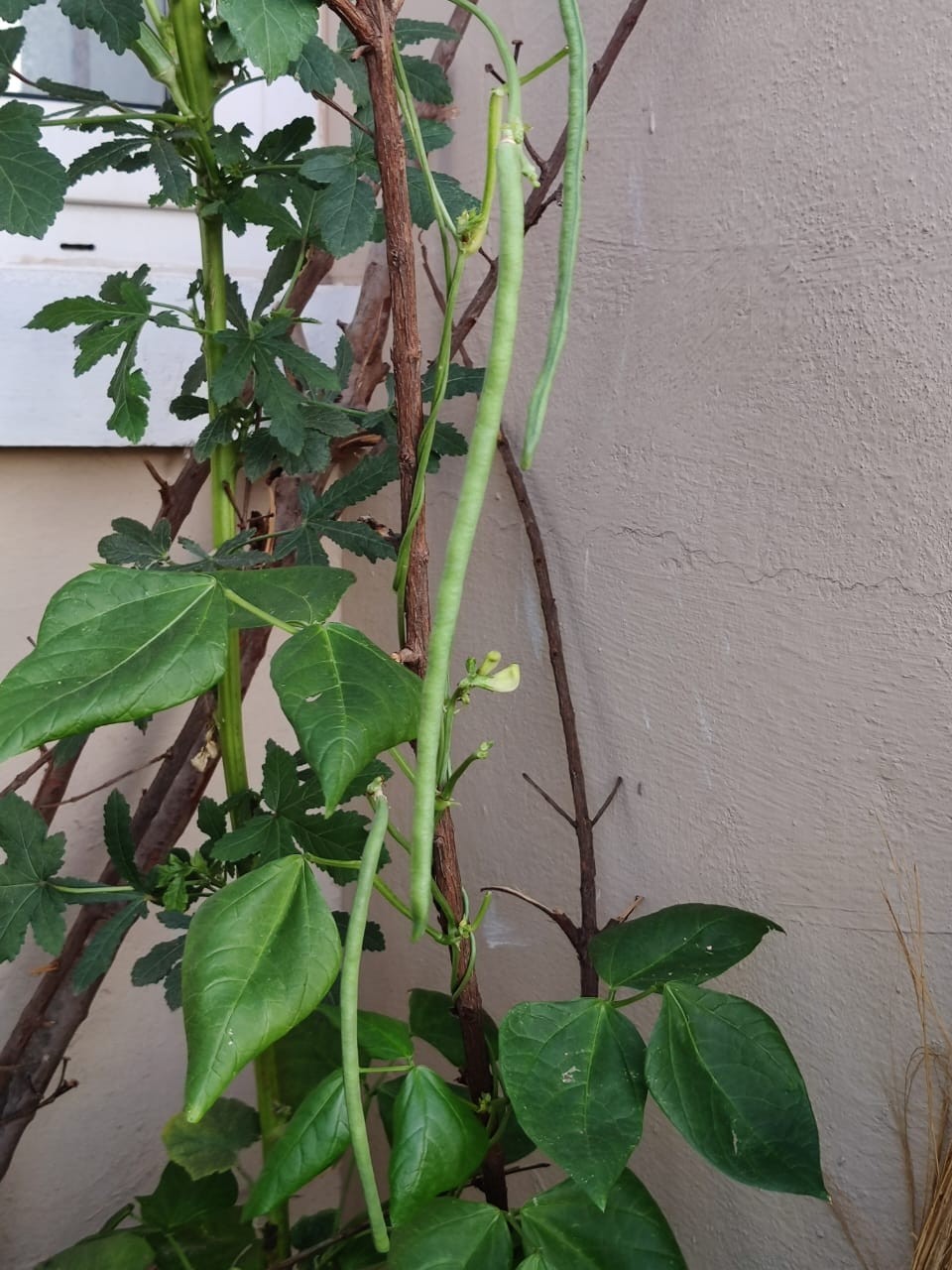 Yard Long Bean green Karamani Bush type Compact Growth And High Yields 15 Seeds