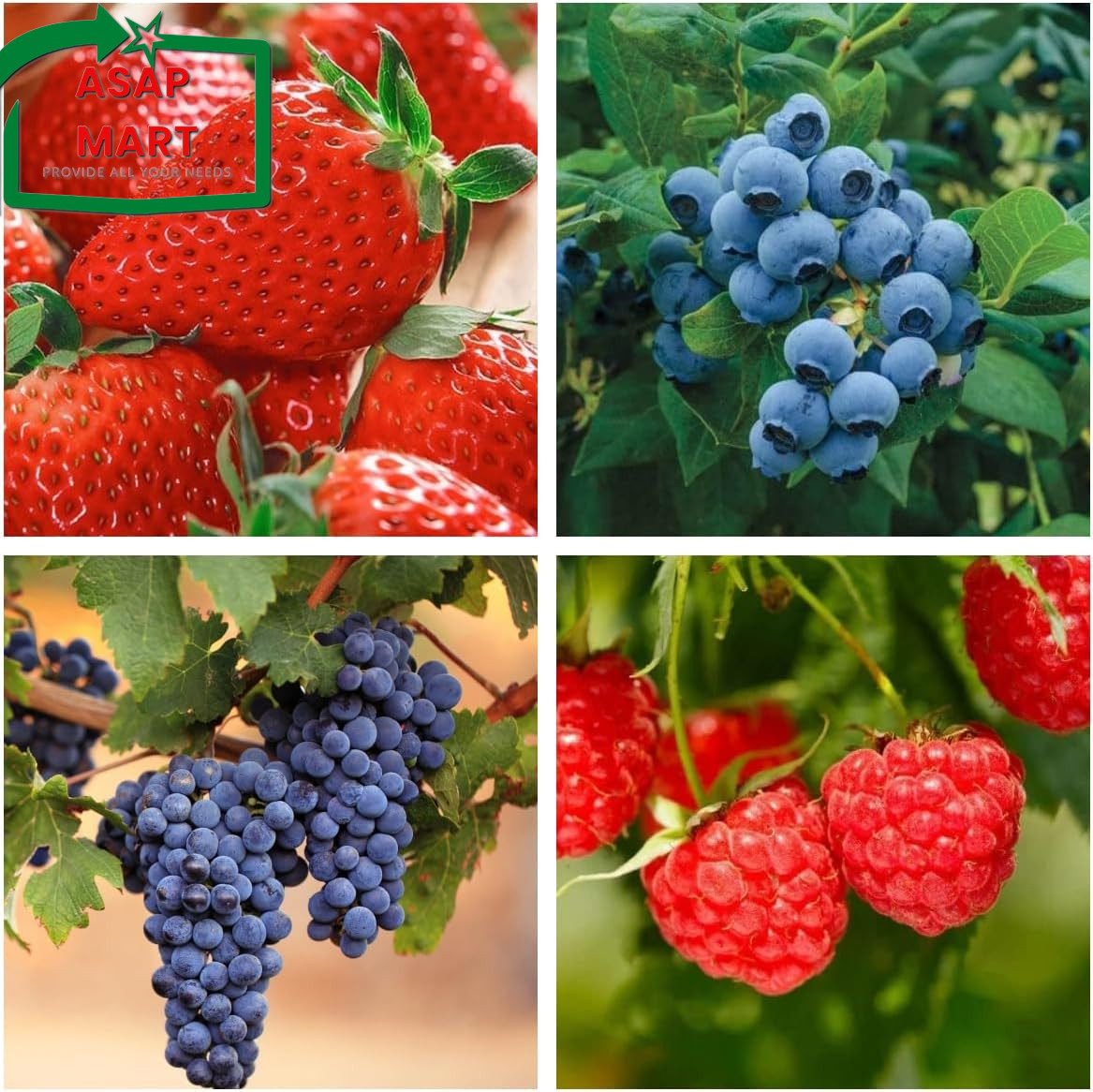 1000+ Mixed Fruit Seeds Berry Seeds for Planting – Strawberry Raspberry Blueberr