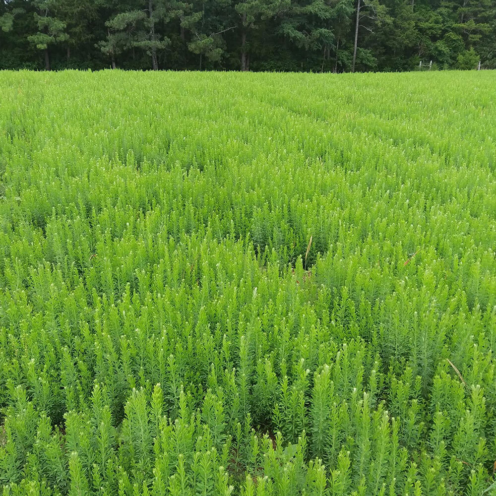 AU Grazer Lespedeza Seed