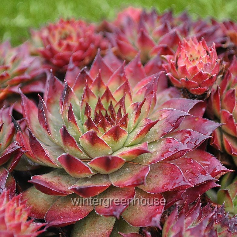 Sempervivum, Montfort, Hen and Chicks, Container Size: 3″ (2.6×3.5″)