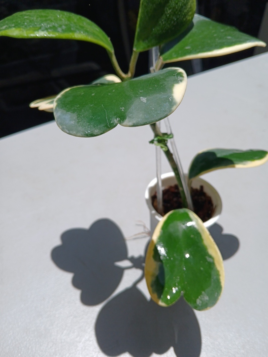 #913- HOYA KERRI VARIEGATED LIVE PLANT, LARGE LEAF, LARGE PLANT,