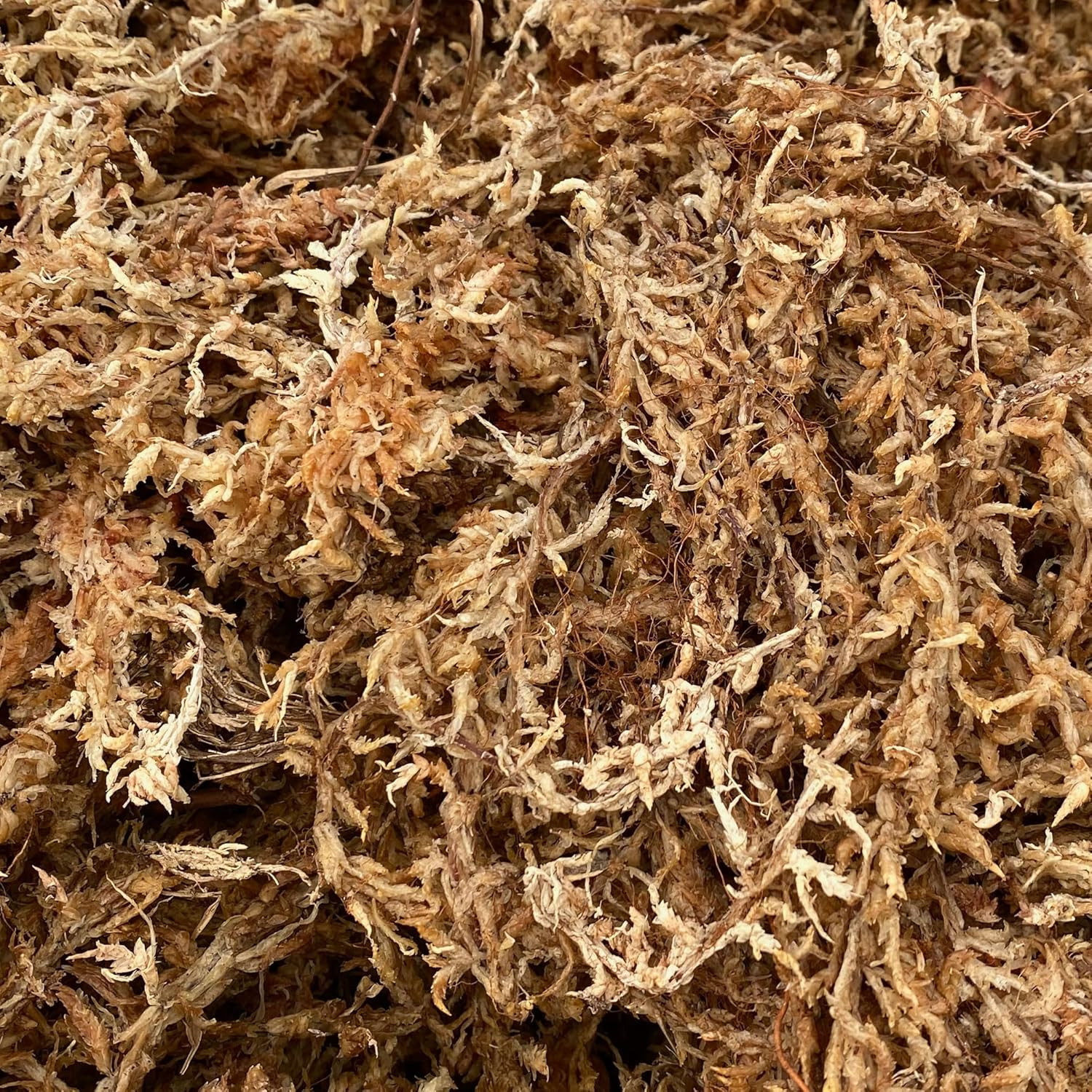 Sphagnum Moss – 100% Natural, Long-Fiber Moss for Orchids, Ferns, and Hostas, Ex