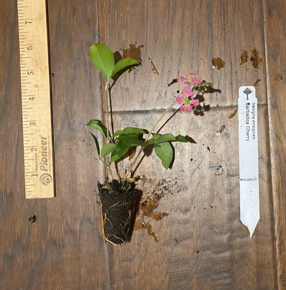 Barbados Cherry (Malpighia emarginata) – 1 TC Plant/Plug – 3-6 inches – Edible!!
