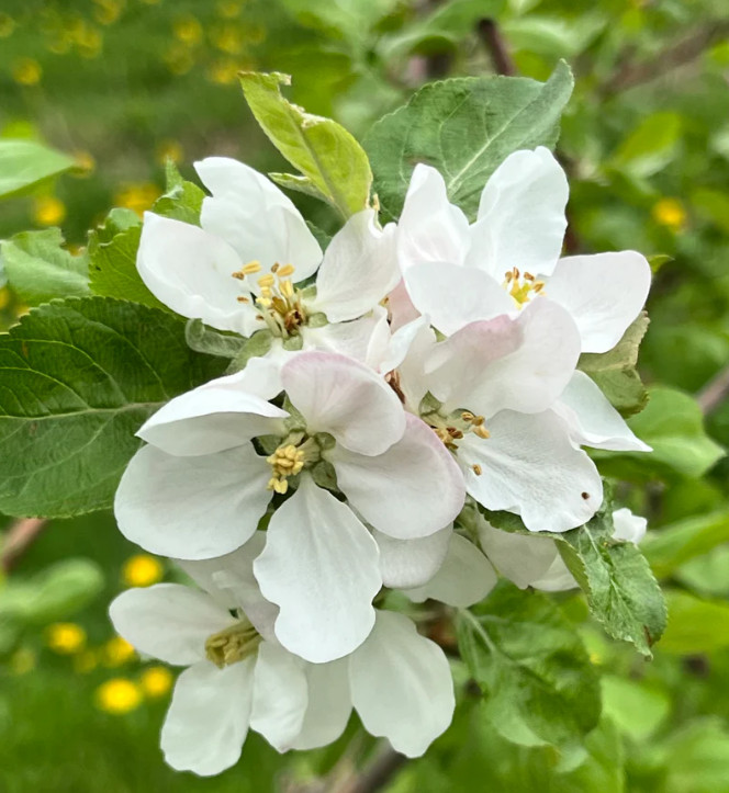 Crimson Apple Seedling Plant – 7-10″ Tall – Fruit Tree for Backyard Orchard