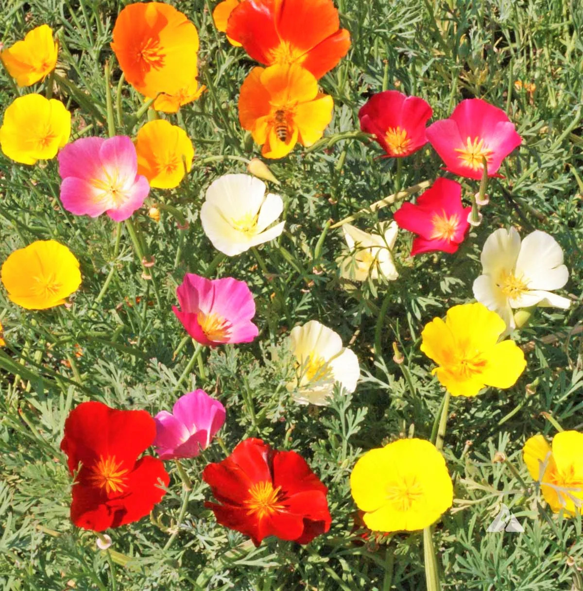 7 Colors Mix California Poppy Seeds | Rainbow Mixed All Formula Flower Seed 2024