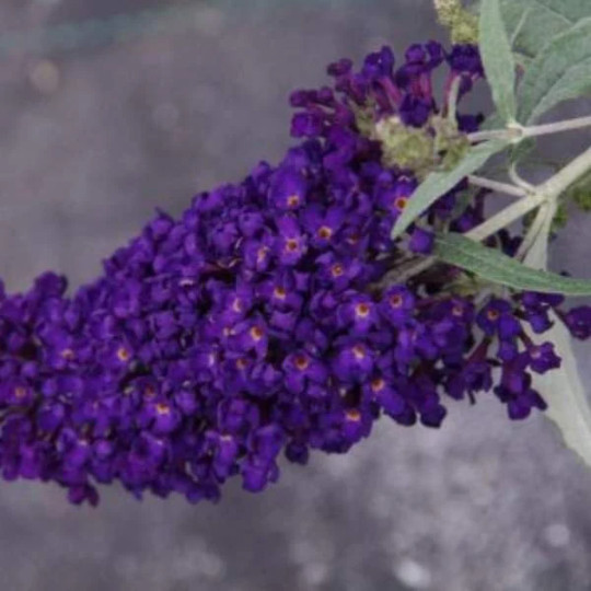 Butterfly Bush Starter Plant /Buddleja Davidii Buzz Well-Rooted Plug