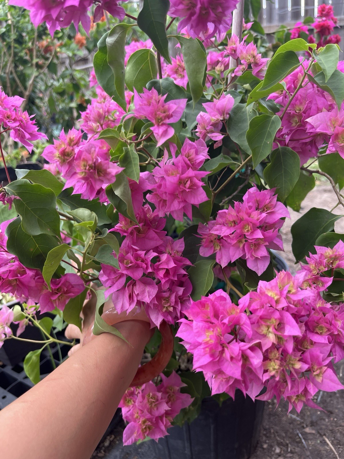 Doubld Petals Pink Bougainvillea 3 Gallon Pot 30 in Tall