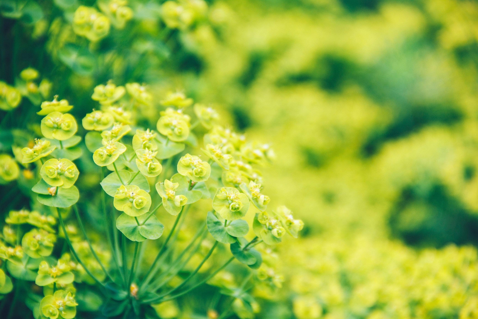 100 GREEN GOLD BUPLEURUM Griffithii Rotundifolium Hares Thoroughwax Flower Seeds
