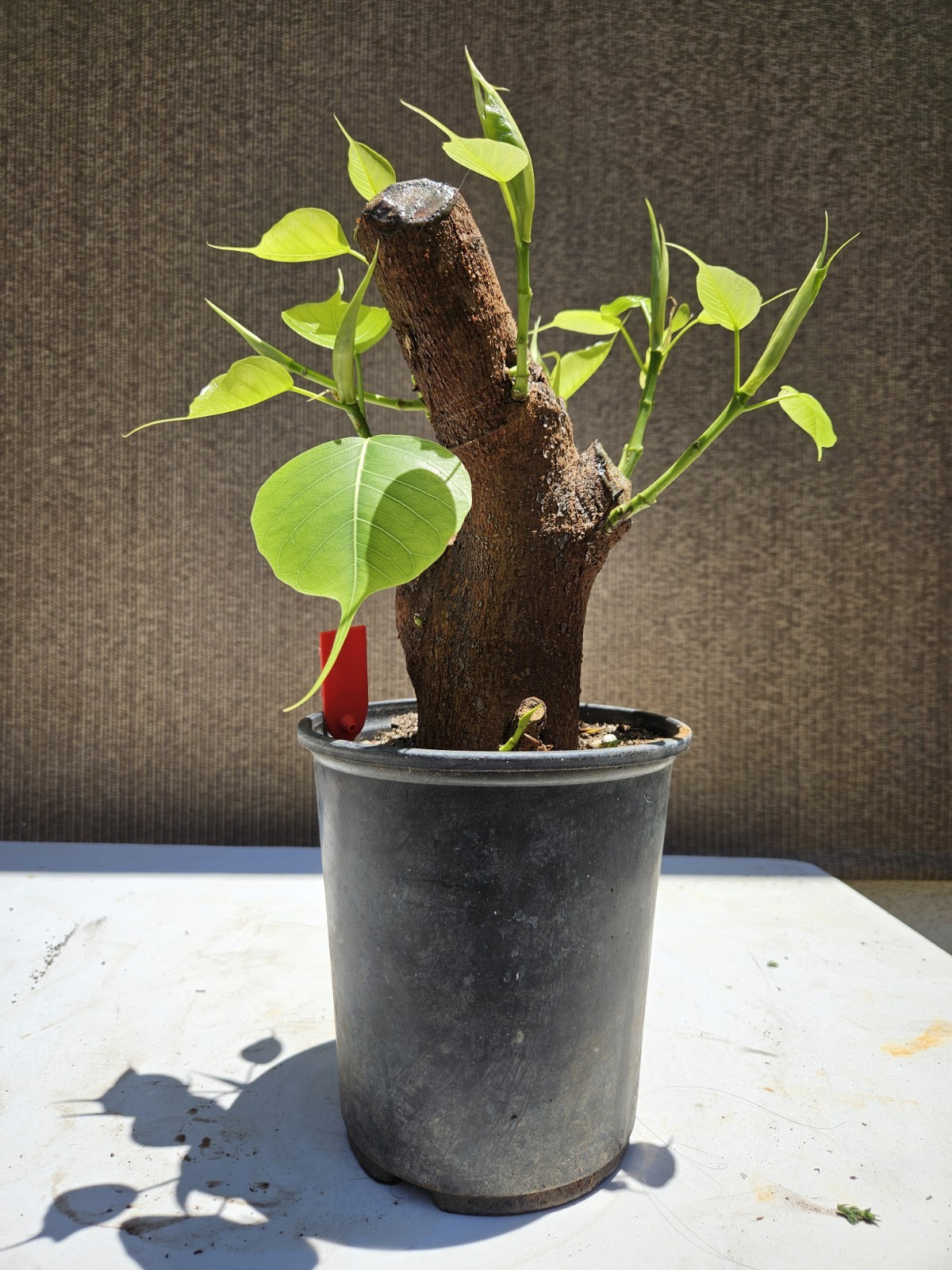 Ficus religiosa ( Sacred fig Cây Bồ Đề) Bonsai Tree,,,, sale
