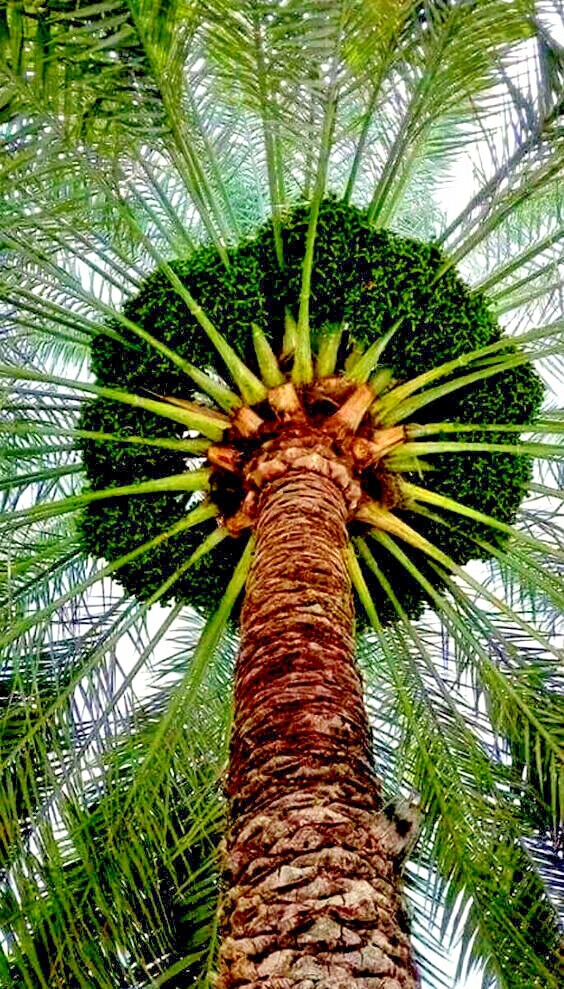 5 Date Palm Tree Seeds (Phoenix dactylifera) Edible Fruit Plant Hardy to Zone 8