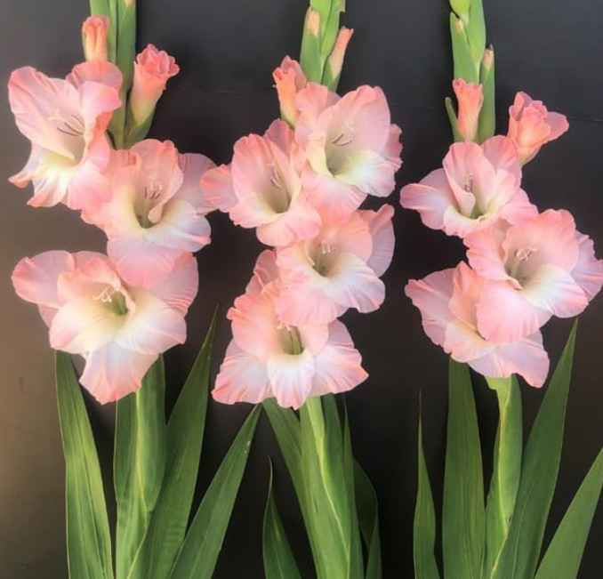 Pack of 5 Gladiolus ‘Careless’ Size 12/14 Corms Bulbs Pastel Pink – 10/12cm