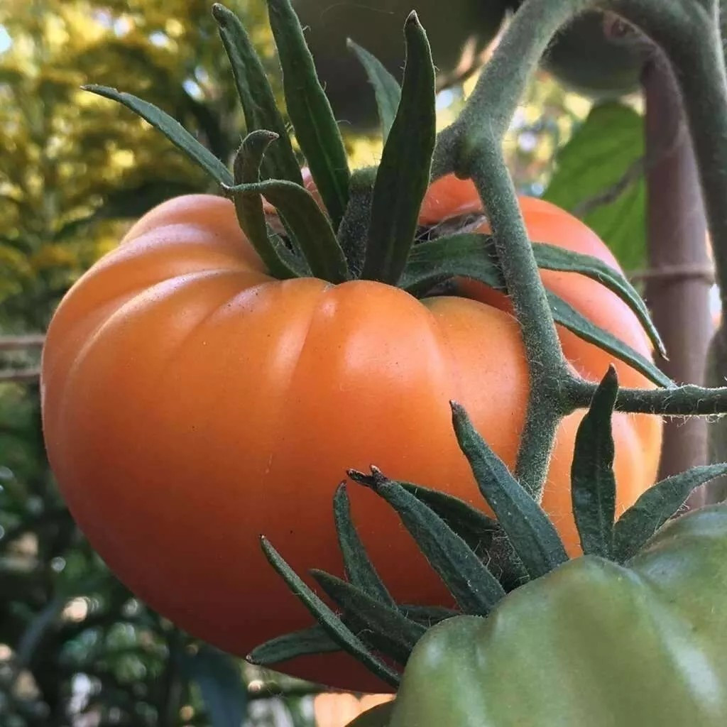 30+ KELLOGG’S BREAKFAST TOMATO SEEDS – HEIRLOOM – ORGANIC – NON GMO — RARE