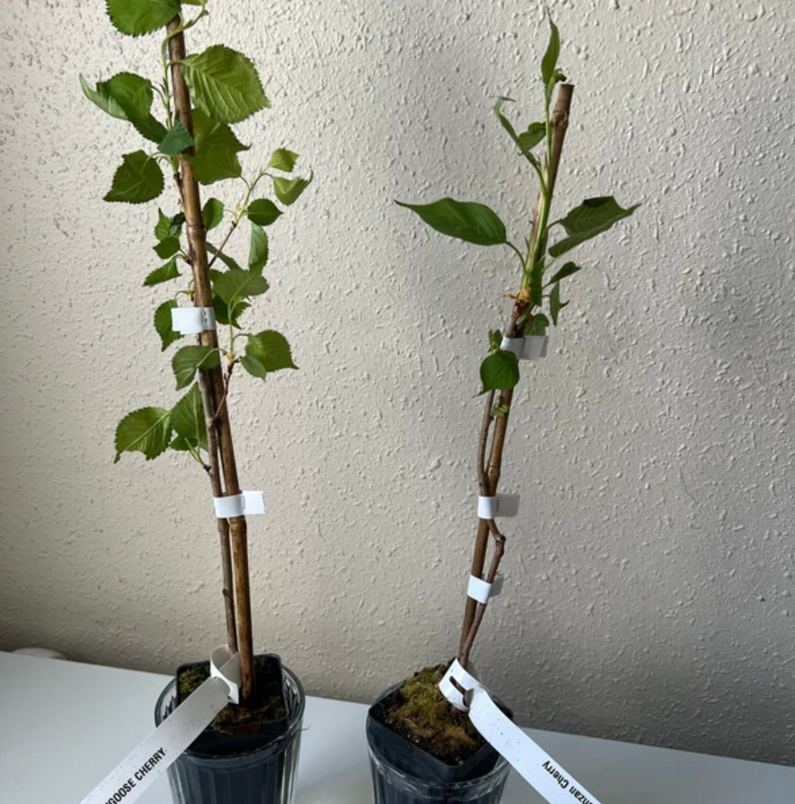 Kwanzan Japanese Cherry Tree – Live Plant in 2.5″ Pot (6–12″ Tall)