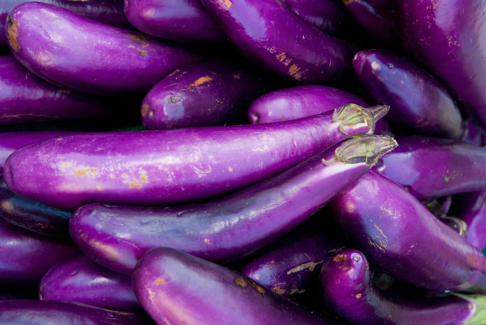 400+ LONG PURPLE EGGPLANT SEEDS – NON-GMO, USA SELLER! FREE SHIPPING INCLUDED!