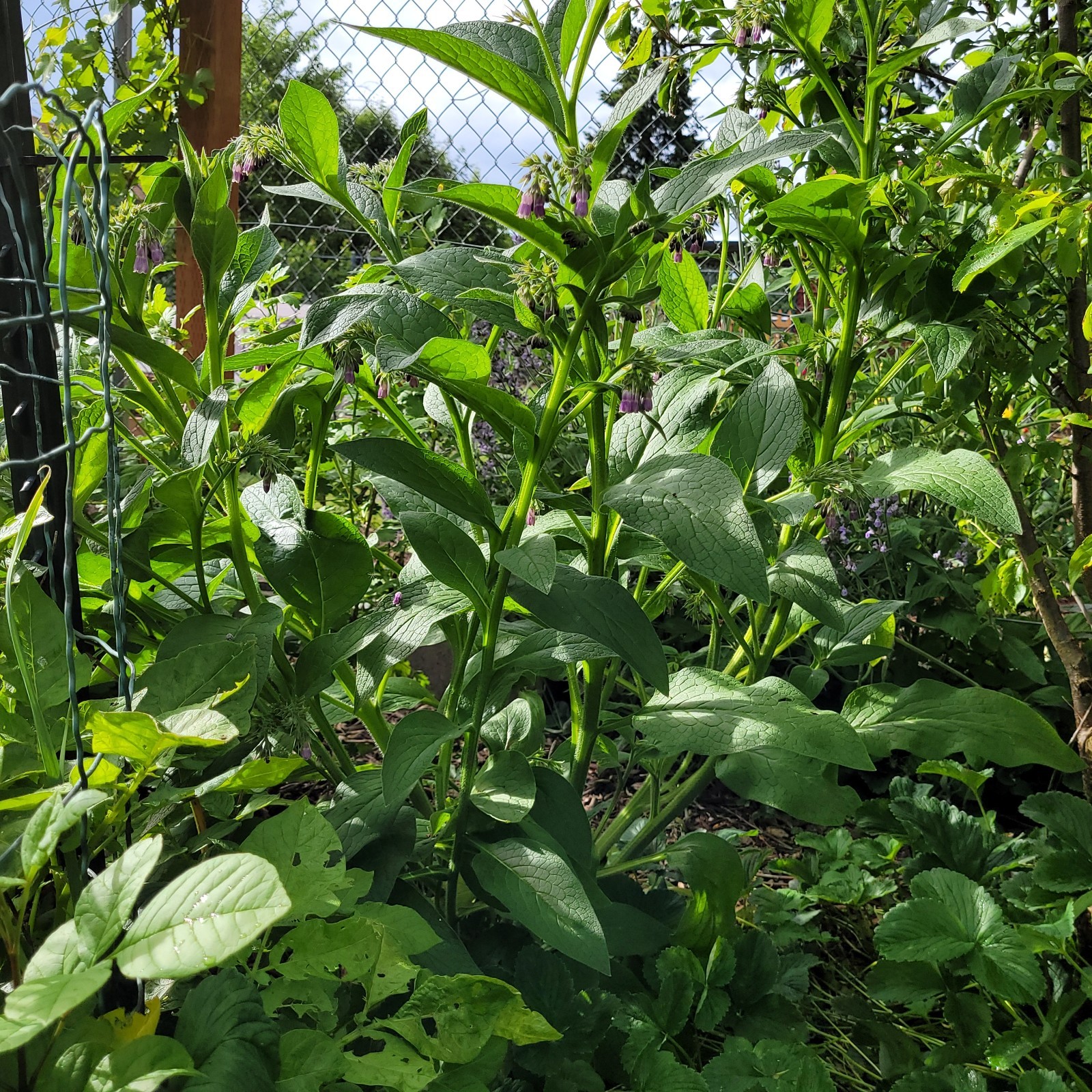 Russian Bocking 14 (Symphytum × uplandicum) 1-3 inch 10 Comfrey Root Cuttings