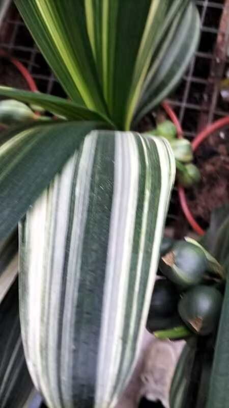 Top Variegated Clivia 鸳鸯 Mandarin ducks & FuLun福伦 High end varieties with pot
