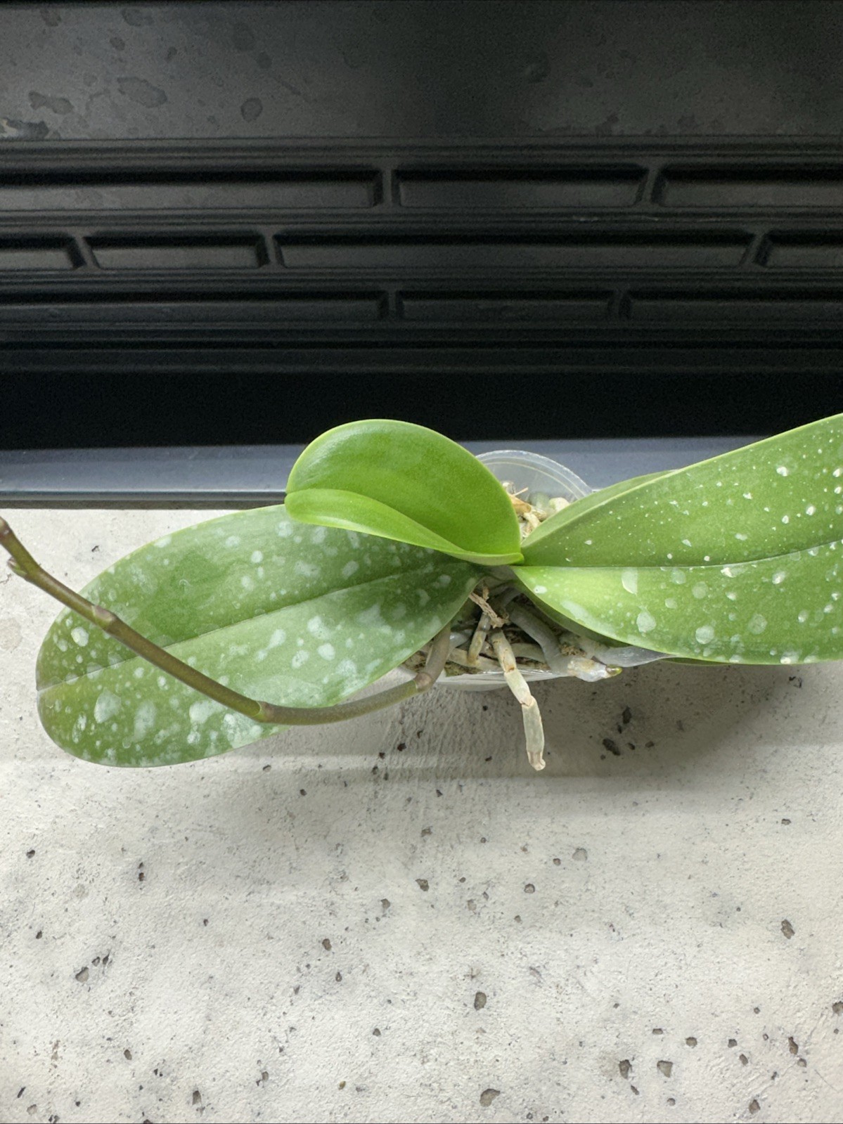 Phalaenopsis Charming Crystal Water ‘1288’ [IN SPIKE!]
