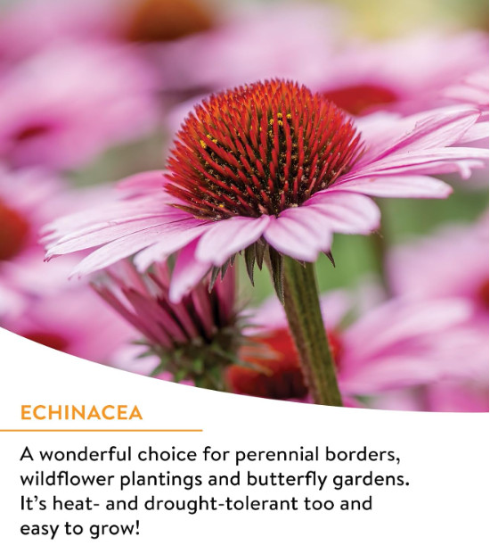Wildflower 25,000 Bulk, 1 Bag, 18 Varieties of Non-Gmo Flower Seeds Pollinator G