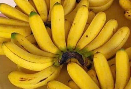 Musa ‘LAKATAN’ Live Filipino Banana Plant – no HI, AZ/TX/FL/LA/PR/US Territory
