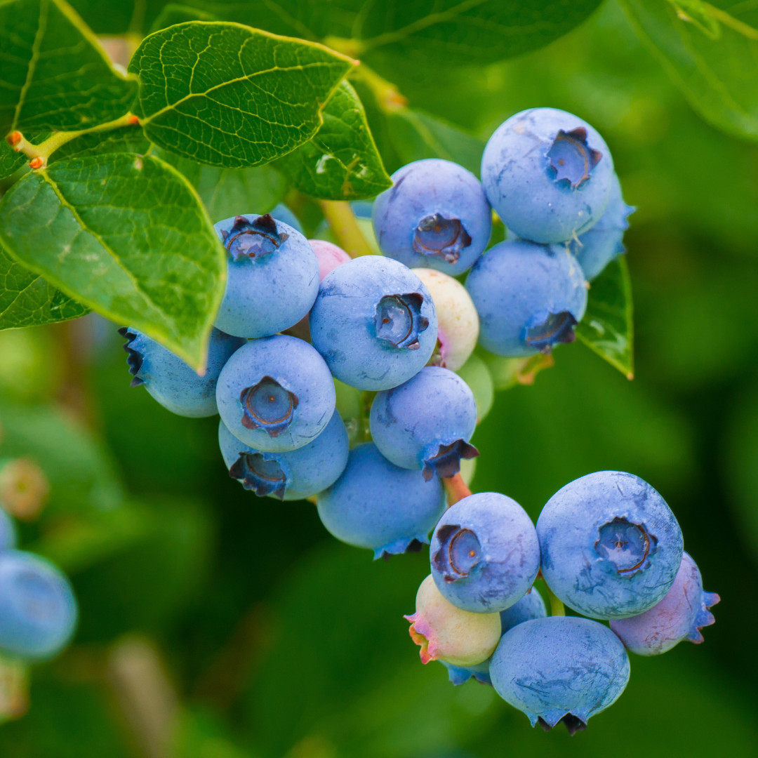 Fresh Sweet Northern Blueberry Seeds | Highland | Heirloom Non-GMO | Fruit Seeds